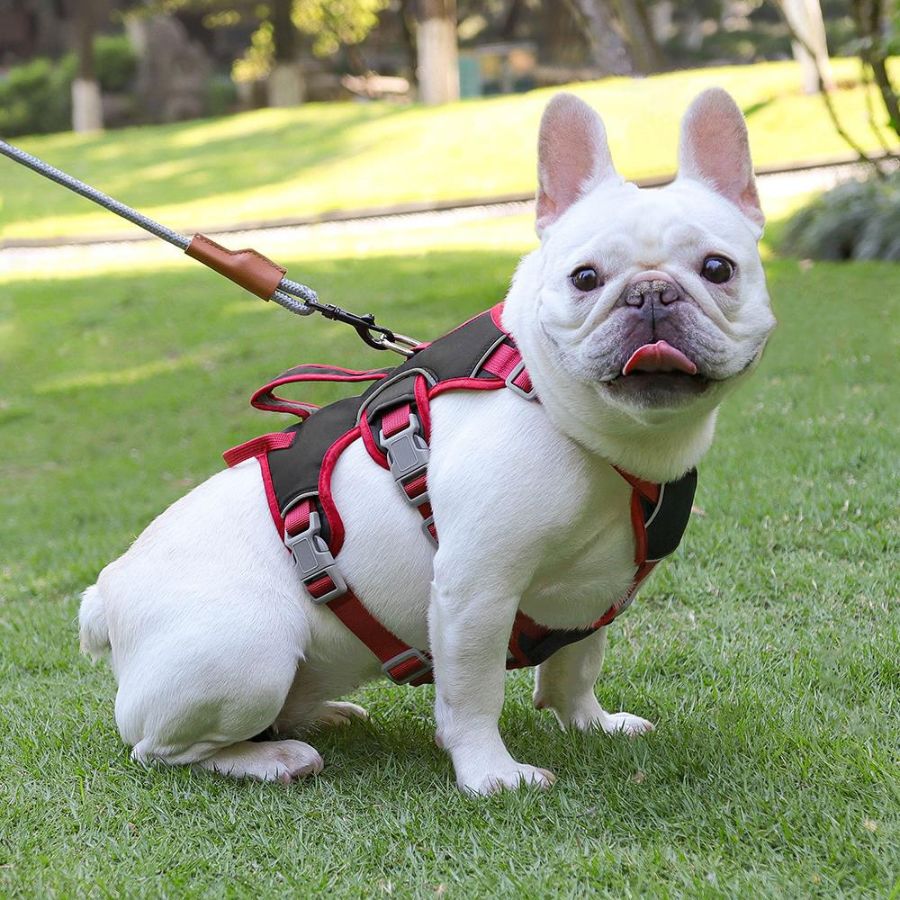 Flexible Dog Harness