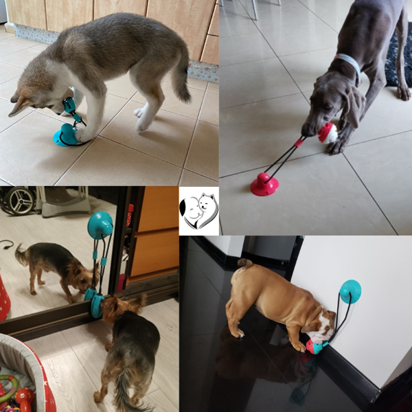 Suction Pup Active Toy